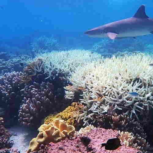 Australian researchers grow 'heat-resistant' coral to conbat reef bleaching