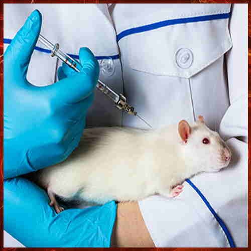 Intravacc and Leiden University developed an animal replacement method for vaccine testing