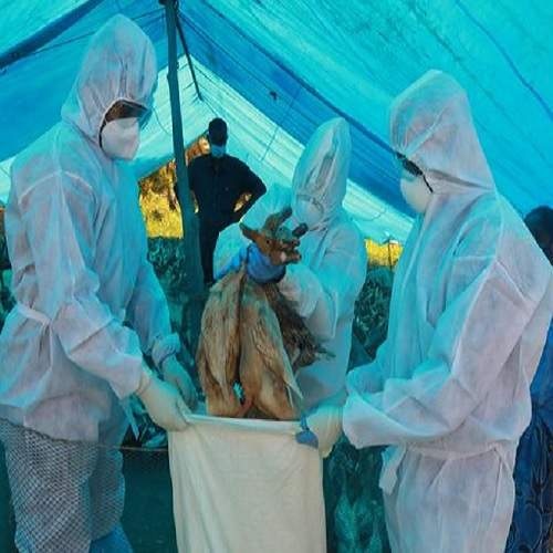 Avian flu confirmed in 6 states, Govt. alerts people