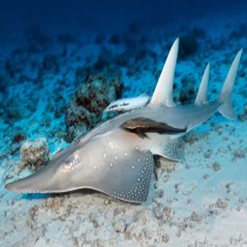 Almost two-thirds of species at deep-sea hydrothermal vents are at risk of extinction