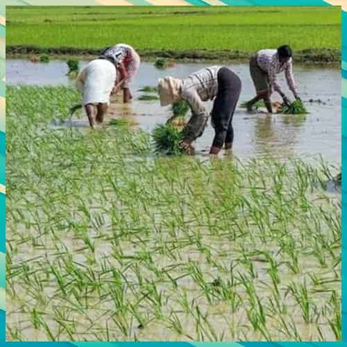 India's agriculture exports surpass $50Bn mark