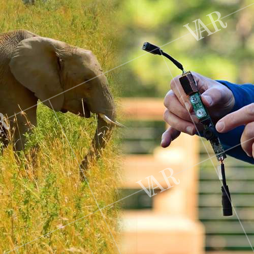 using intel ai to stop poachers and protect endangered animals