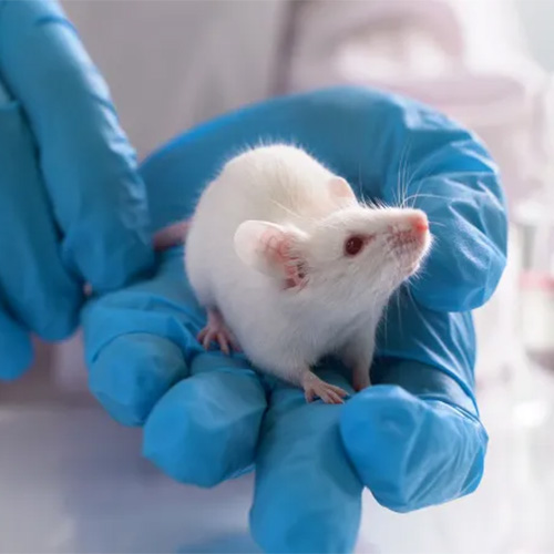 China Sends Mice to Space for Vital Life Study