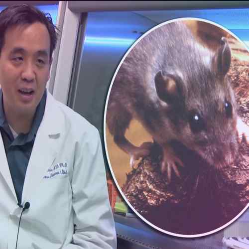 Chinese man dies of Hantavirus