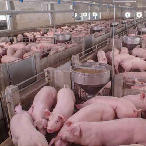 New research method reveals significant reduction in carbon footprint of British pig farms